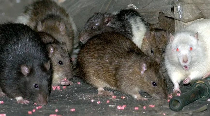 Farmers Resort To Candle Lighting At Night As Rats Cause Havoc In Mwea